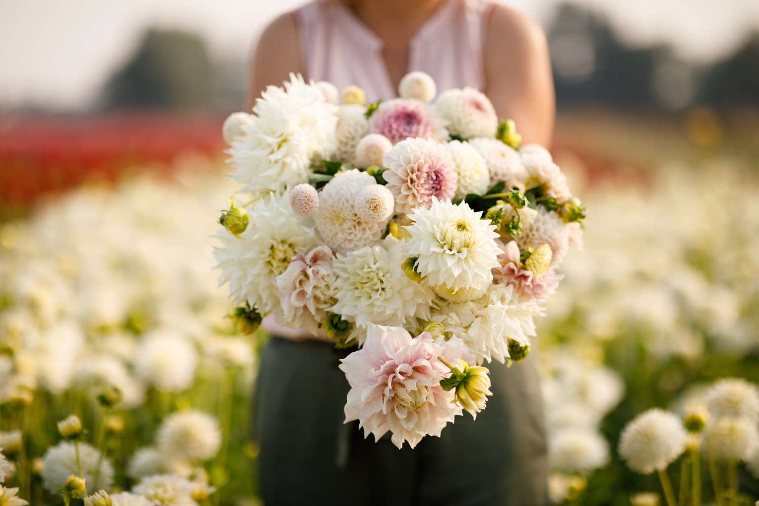 Mélange de dahlias 'Anna'